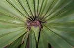 Saw palmetto